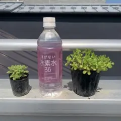 アロマティカス＆マルバマンネングサ苗♪根付きハーブ＆多肉植物セット♪♪