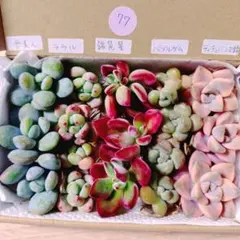 77.多肉植物　カット苗5種類詰め合わせ　韓国苗