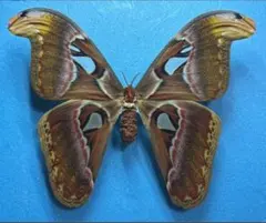 ヨナグニサン　2匹　標本 ヨナグニサン 2匹 標本 Yahoo!オークション - 外国産蛾標本