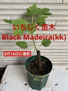 いちじく　苗　 black madeira kk Black Madeira KK 挿木苗 イチジク