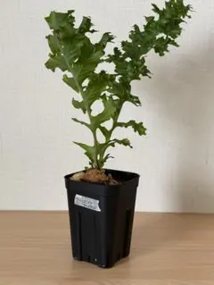 【鉢付き】希少　ドリナリア　ウィルデンノウイ　マダガスカル 鉢付き】希少 ドリナリア ウィルデンノウイ マダガスカル - メルカリ