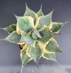 2025年最新】アガベ パラサナ インプレッショニストの人気アイテム