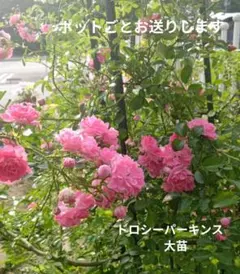 ジューシースプラッシュ 貴重 レア 薔薇 挿し木苗 - メルカリ