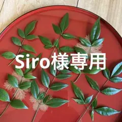 Siro様ご専用ページ　南天の葉小さめ20枚
