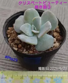 多肉植物 クリスペートビューティー抜き苗③のサムネイル
