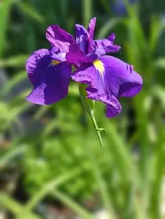 カキツバタ 舞孔雀 株分け苗 1株 オマケ一切なし - メルカリ