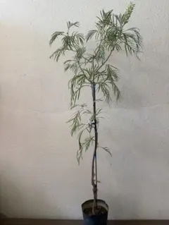 すらっと綺麗に伸びているサンカクバアカシア＊苗高130センチ＊ すらっと綺麗に伸びているサンカクバアカシア＊苗高130センチ＊ - メルカリ