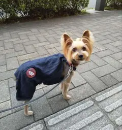 犬服 サロペット ピンク