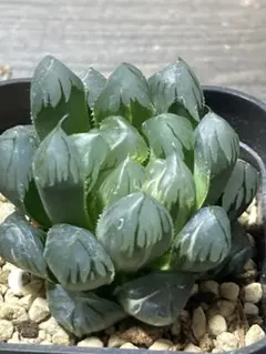 ジ*ギ様 ハオルチア オブツーサ錦