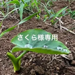 さくら様専用ページ