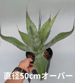 引取限定【希少・美株】ドラセナ カンボジアーナ 9又 163cm（大型