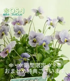 2026年最新】希少ビオラの人気アイテム - メルカリ