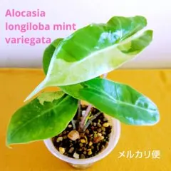アロカシア ロンギロバ ブラックピンク バリエガータ D09 希少 レア 希少 アロカシア ロンギロバ ブラックピンク バリエガータ D07 レア