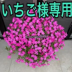 いちご様専用　4/10