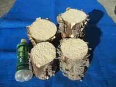 Item thumbnail for item 1a68e1fa-6e87-472a-98fd-d256724684cb