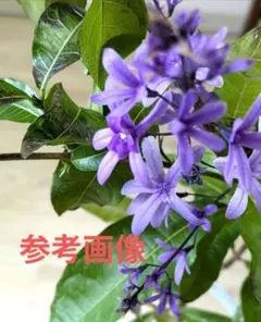 藤の花 八重黒龍（ヤエコクリュウ)接木苗木 希少な八重咲き ボタン藤