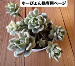 ゆーぴょん様専用ページ