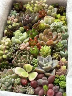 【1】 多肉植物　カット苗　詰め合わせ らくらくメルカリ便