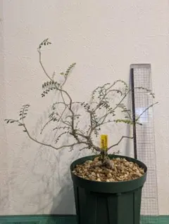オペルクリカリア パキプス M07 実生 2年 seedstock 塊根植物 - メルカリ