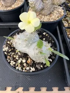 パキポディウム ブレビカウレ恵比寿笑い塊根植物 コーデックス