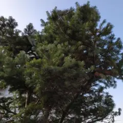 もみの木　枝　60cm規格箱 Amazon｜（観葉植物）もみの木 切り枝 長さ15～20cm 4～6本