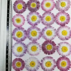 押し花素材　イングリッシュディジー　　押し花 　＠799