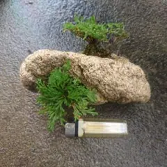 岩松 岩ヒバ 軽石鉢 岩石風 盆栽鉢 軽石 植木鉢 岩ヒバ イワヒバ - メルカリ