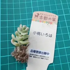 古都の葉さん 小桃いろは メルカリ便 札付き・抜き苗 古都の葉さん苗❣️小桃いろは❣️札付き❗️多肉植物 抜き苗 - メルカリ