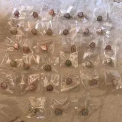 うたプリ ピンズ