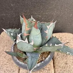 2025年最新】アガベ チタノタの人気アイテム - メルカリ