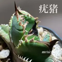 匿名配送【鉢ごと発送】選抜　ぶつぶつ　太棘　アガベ　チタノタ　疣猪TC AGAVE TITANOTA 疣猪 1年半くらい育成している株 ぶつぶつは減っ