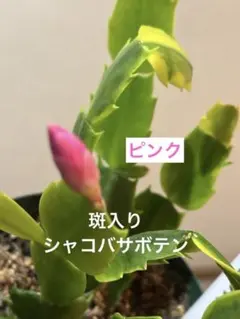 斑入りシャコバサボテン　シャコバサボテン　ピンク　抜き苗　画像の物のサムネイル