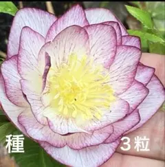 さ*ら様 ❤️128❤️⭐️クリスマスローズ⭐️自然交配種子⭐️ - メルカリ