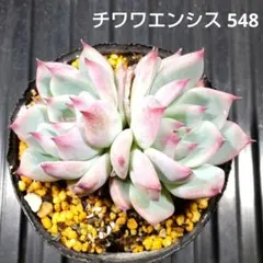 優飛mama様 リクエスト 2点 まとめ商品