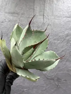 2026年最新】アガベ パリー 大株の人気アイテム - メルカリ