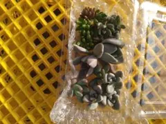 多肉植物カット苗J