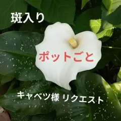 キャベツ様 リクエスト 2点 まとめ商品