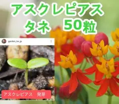 アスクレピアス タネ 50粒 ❻のサムネイル