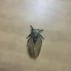 セミフィギュア