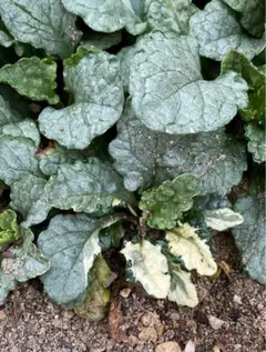 2025年最新】アジュガ シルバーの人気アイテム - メルカリ