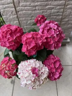 特選】 アジサイ 5種6鉢 紫陽花 紫紺のゆらぎ 妖精の羽音 - メルカリ