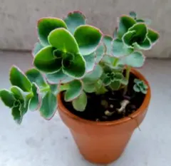 斑入りミセバヤ 多肉 カット苗 【6本】観葉植物 - メルカリ