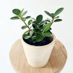 2025年最新】ガジュマル 斑入りの人気アイテム - メルカリ