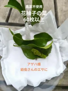 無農薬 花柚子の葉っぱ 新芽 若葉 ゆず 60枚程度梱包 アゲハ 幼虫の餌