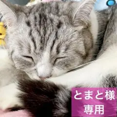 iPhone 充電器  タイプCライトニングケーブル 純正品 Apple正規品