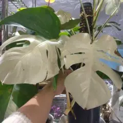 【4鉢セット 】ボルシギアナ ホワイトタイガ 楽天市場】ホワイトタイガー モンステラの通販