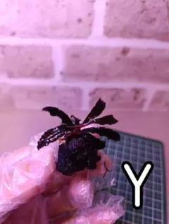 ブセファランドラ　クダガン　溶岩石付き【Y】のサムネイル