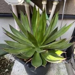 ブルーグローハイブリッド 大株 2025年最新】アガベ ブルーグローの人気アイテム - メルカリ