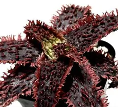 ハフグーファ様 リクエスト 4点 まとめ商品