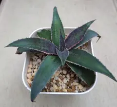 2025年最新】マンガベ フォクシーレディの人気アイテム - メルカリ